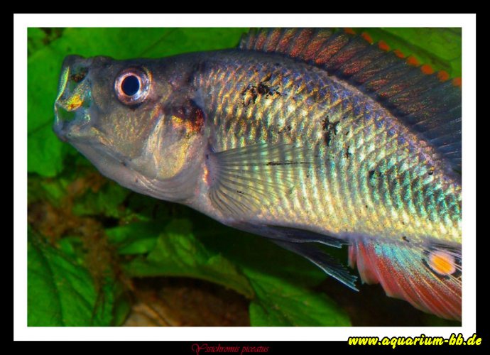 Yssichromis piceatus