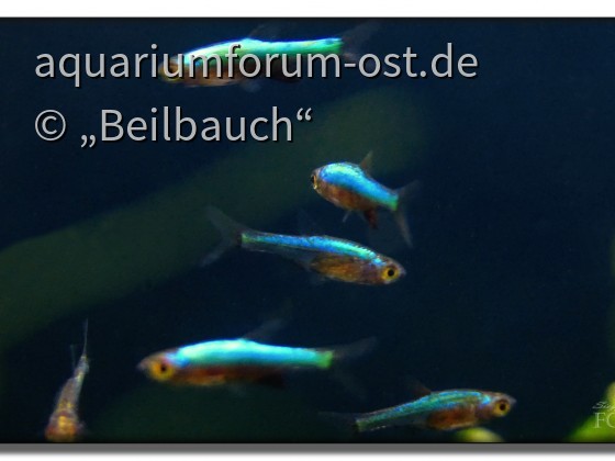 Minifische: Sundadanio axelrodi blau