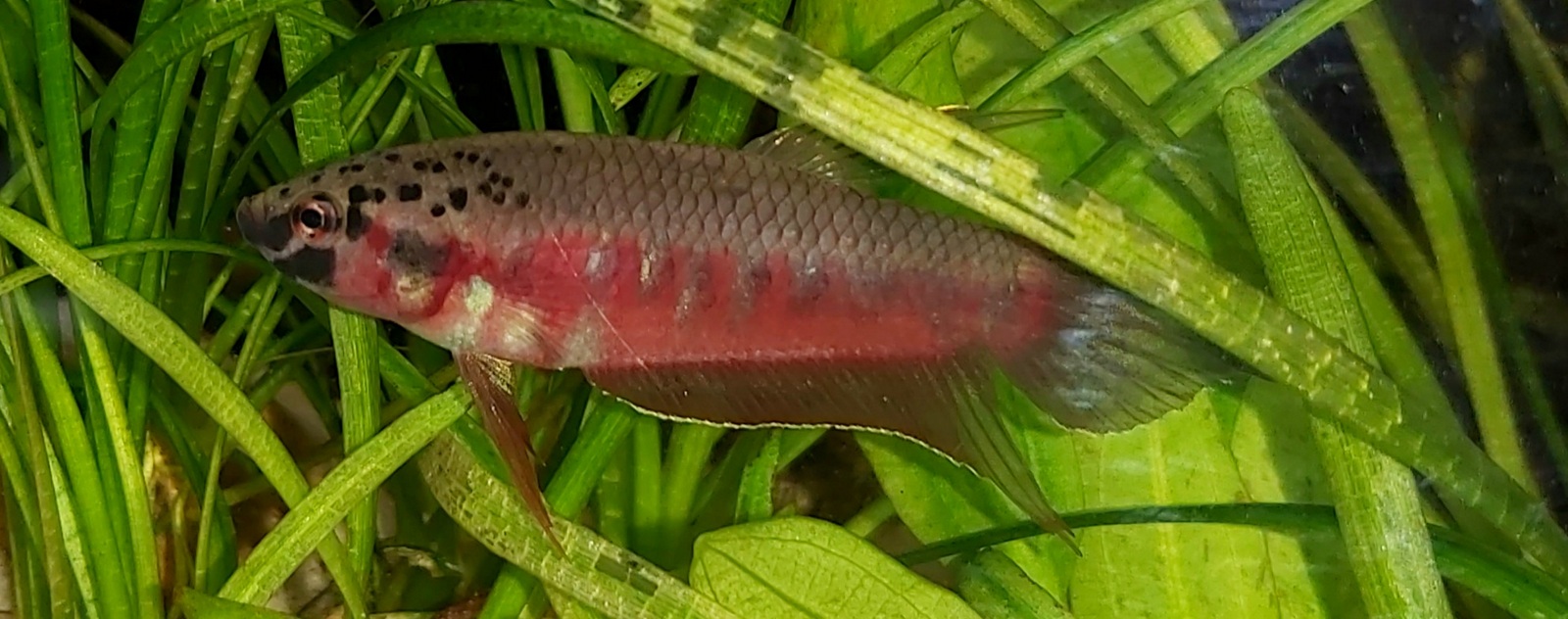 Betta rubra, Roter Aceh-Kampffisch