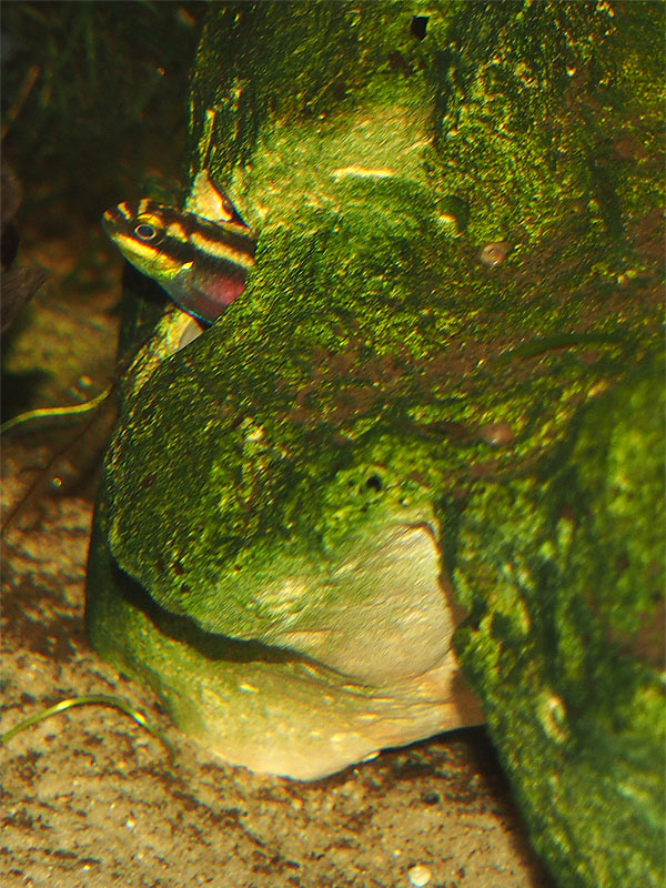 Pelvicachromis pulcher - Weibchen bewacht das Gelege