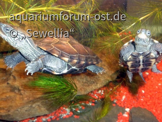 Chinesische Dreikielschildkröten (Mauremys reevesii)
