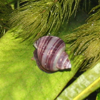 Pomacea diffusa, früher P. bridgesi