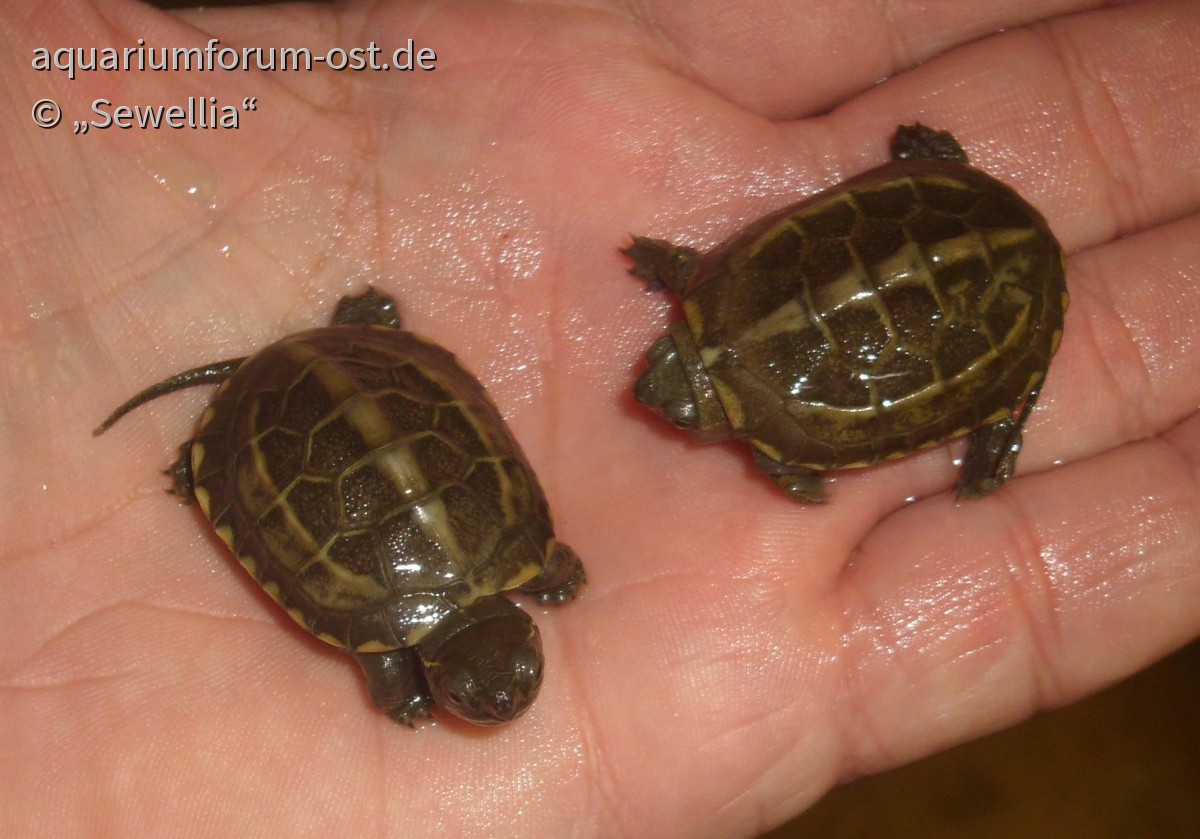 Junge Chinesische Dreikielschildkröten (Mauremys reevesii )