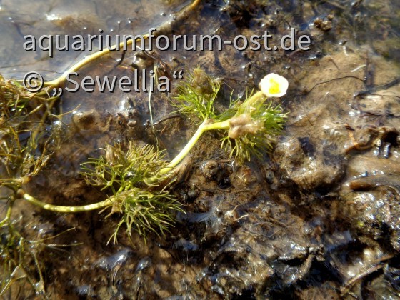 Wasserfeder auch Wasserprimel (Hottonia palustris) blüht