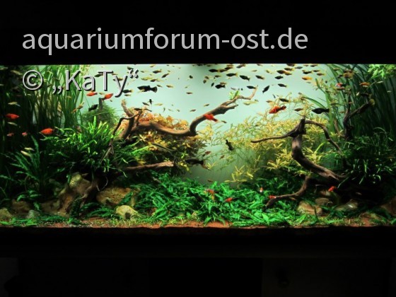 Das Wohnzimmer-Aquarium im Jahr 2012