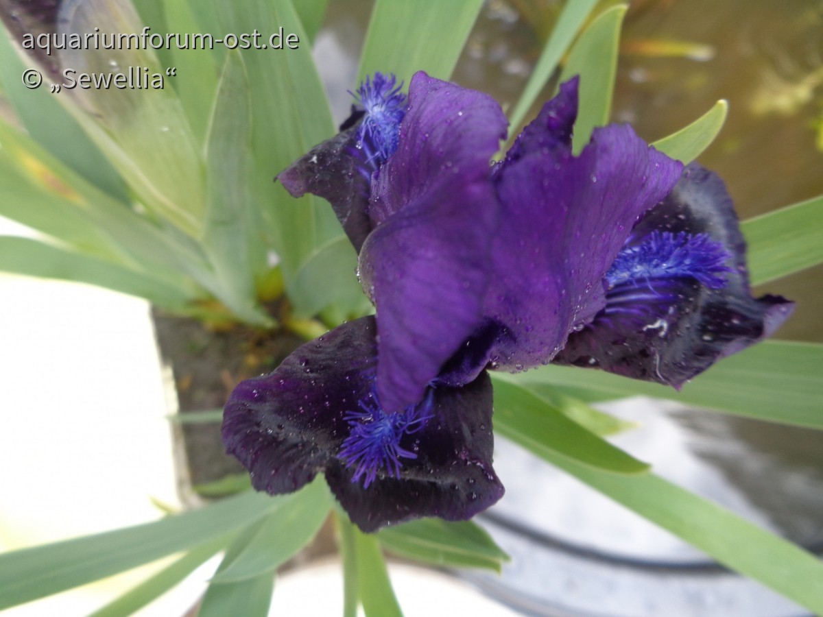 Niedrige Bart-Iris Blüte (Iris barbata-nana) 'Cyanea'