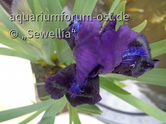 Niedrige Bart-Iris Blüte (Iris barbata-nana) 'Cyanea'