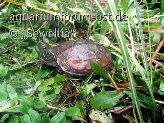Weibliche Chinesische Dreikielschildkröte (Mauremys reevesii)