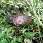 Weibliche Chinesische Dreikielschildkröte (Mauremys reevesii)