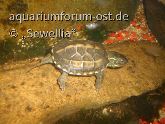 Chinesische Dreikielschildkröte  (Mauremys reevesii )