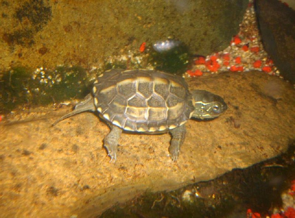 Chinesische Dreikielschildkröte  (Mauremys reevesii )