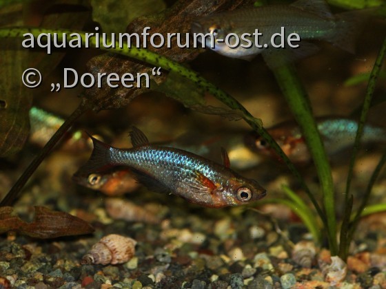 Oryzias woworae (Neon-Reisfisch) - Männchen