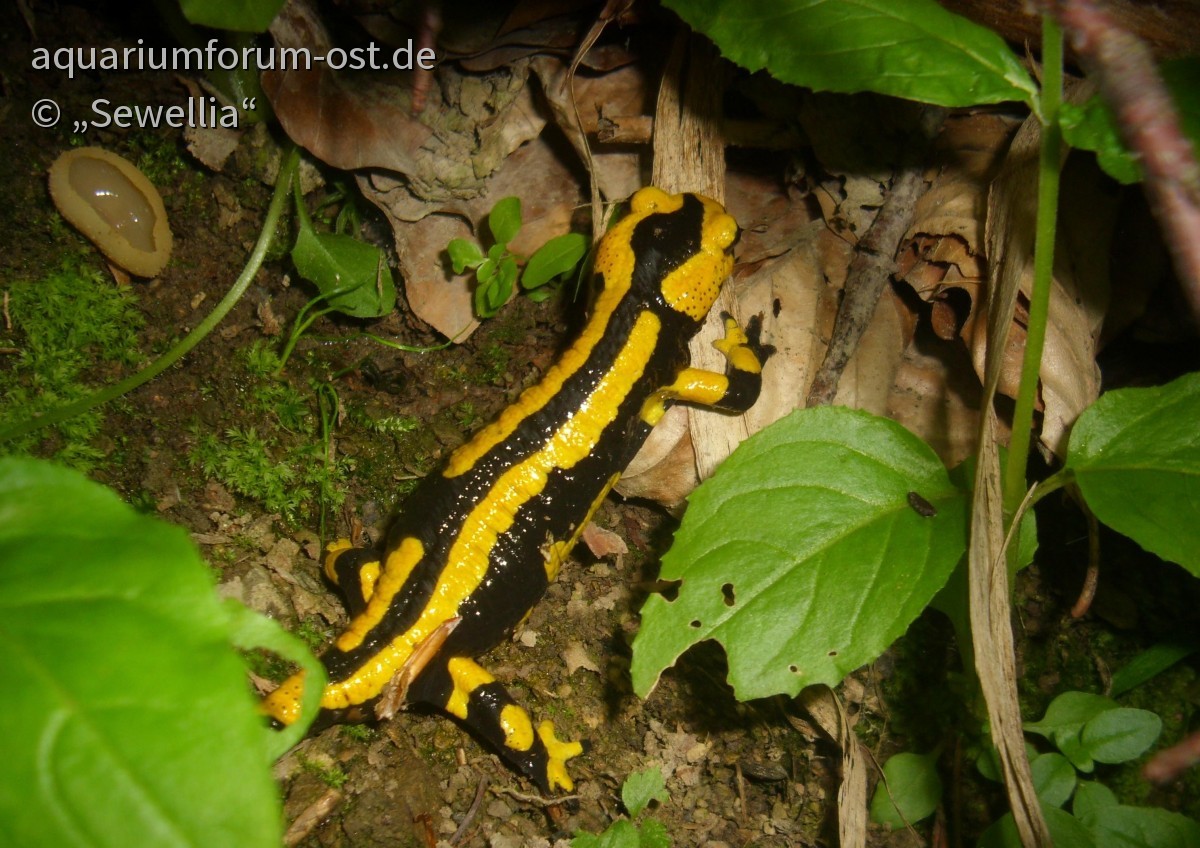 Feuersalamander (Salamandra salamandra terrestris) Gebänderte Unterart