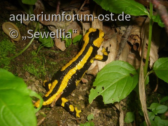 Feuersalamander (Salamandra salamandra terrestris) Gebänderte Unterart