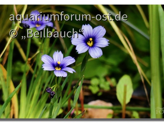 Schöne kleine Sumpfpflanze für den Teichrand - Grasschwertel auch blaue Binsenlilie (Sisyrinchium) genannt