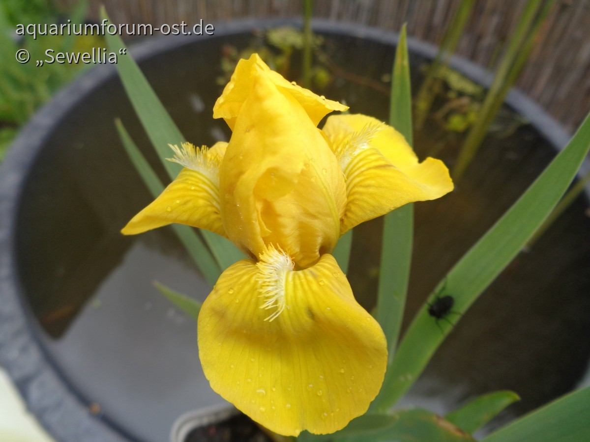 Niedrige Bart-Iris Blüte (Iris barbata-nana) 'Gleaming Gold'