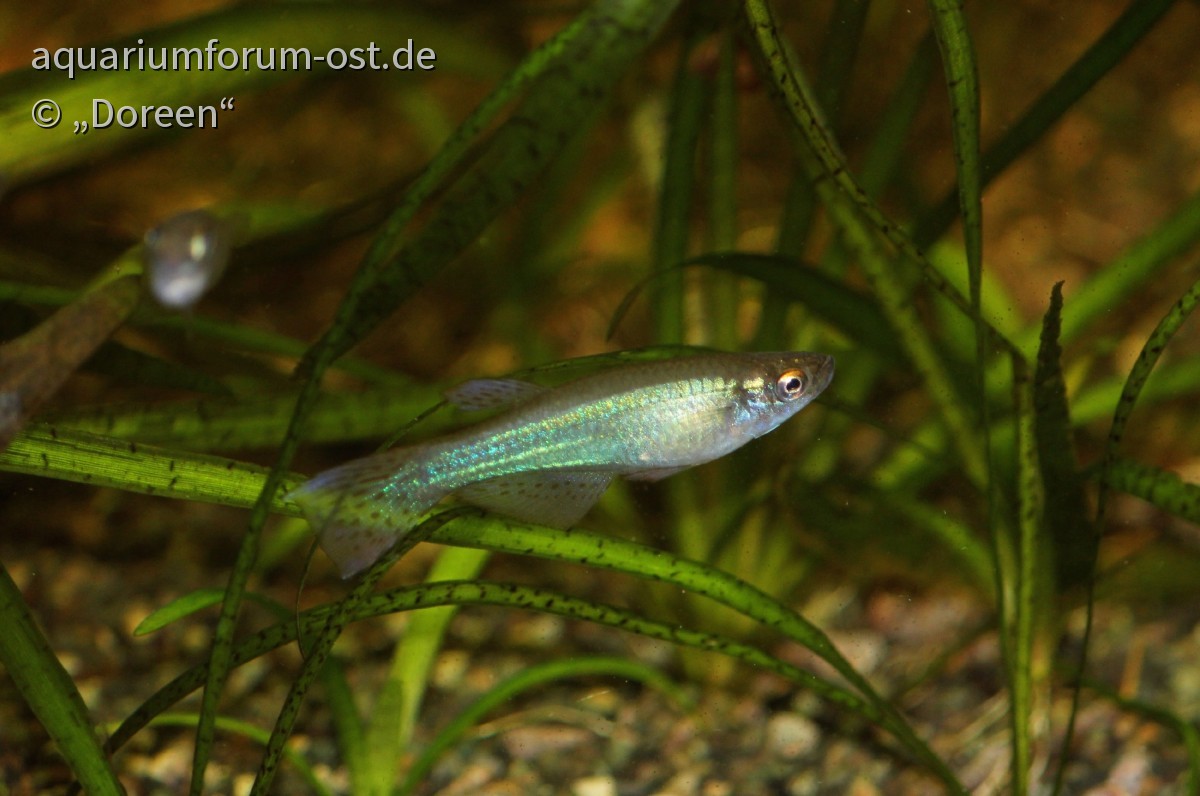 Procatopus nototaenia (Breitflossen-Leuchtaugenfisch)
