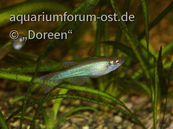 Procatopus nototaenia (Breitflossen-Leuchtaugenfisch)