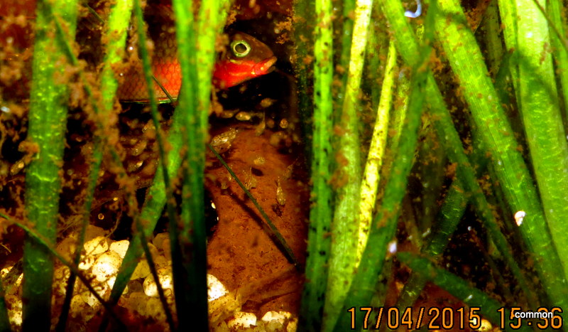Pelvicachromis taeniata