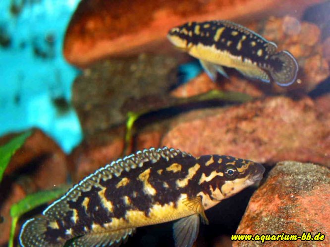 Julidochromis trancriptus