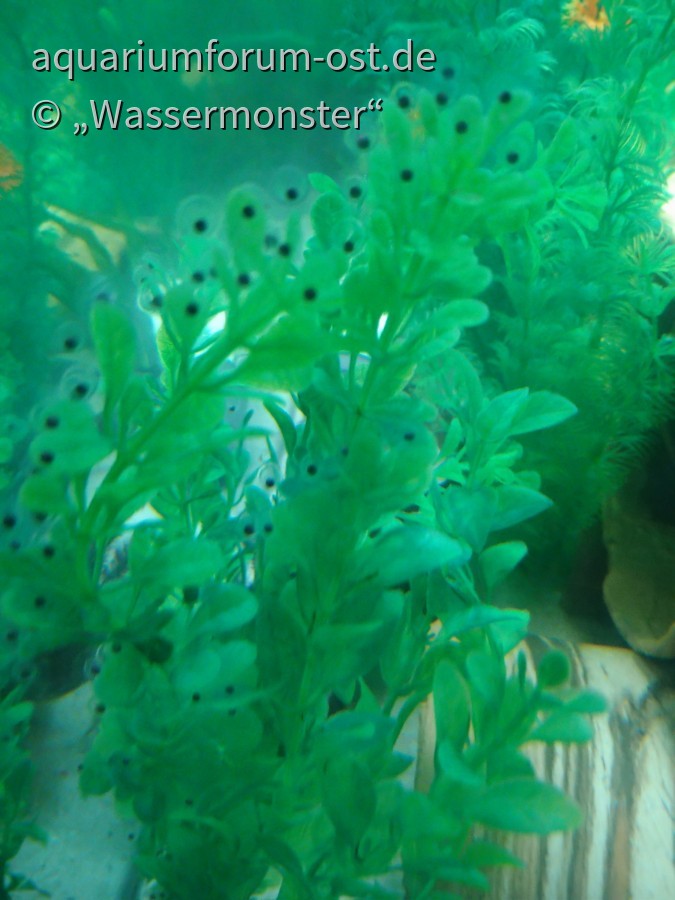 Axolotl - Laich (Ambystoma mexicanum)