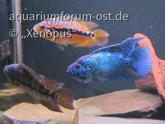 Blue Jack Dempsey und Parachromis loisellei