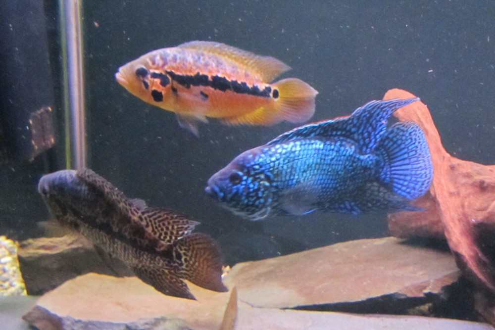 Blue Jack Dempsey und Parachromis loisellei