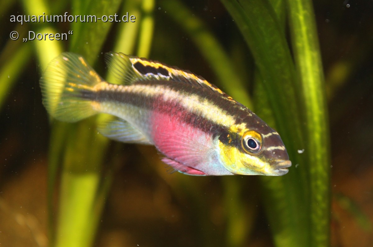 Pelvicachromis pulcher - female