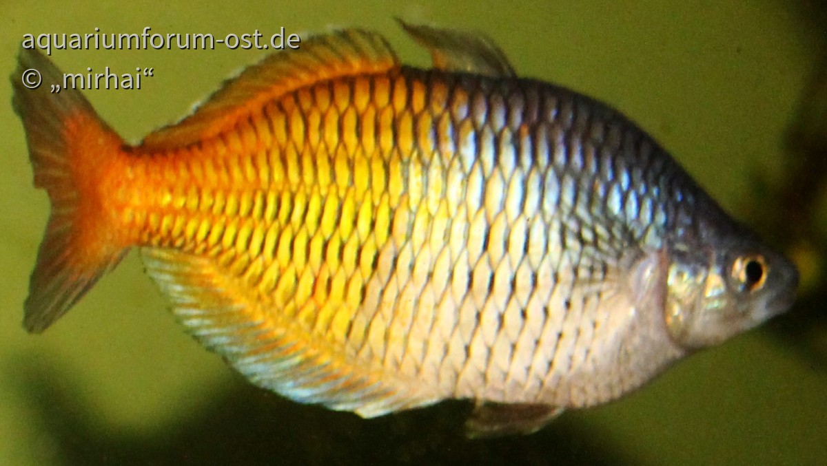 Melanotaenia boesemani - Boesemans Regenbogenfisch