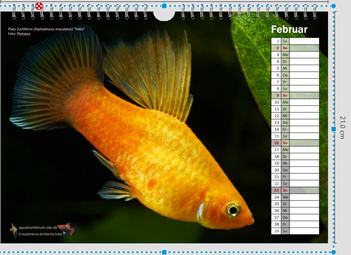 Test Vorschau Forenkalender Februar 2020 Format A4