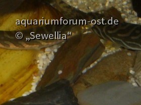 Zodiac Schmerlen (Mesonoemacheilus triangularis) - Male und Female?