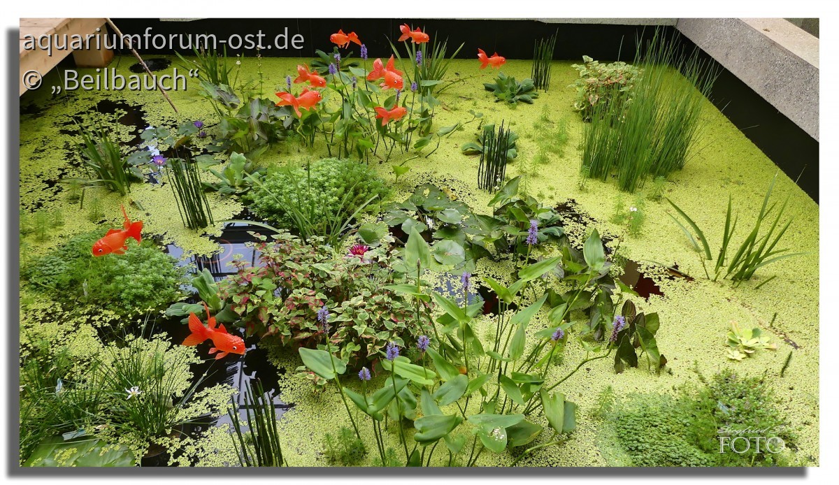 Teichpflanzen auf der BUGA 2021 in Erfurt Halle 2