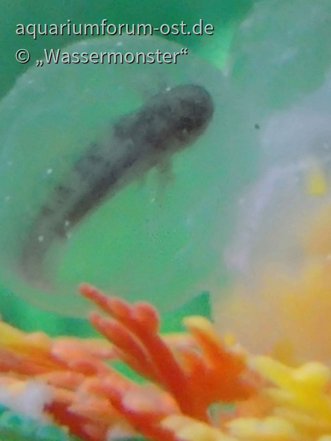 Axolotl - Larve kurz vorm Schlupf