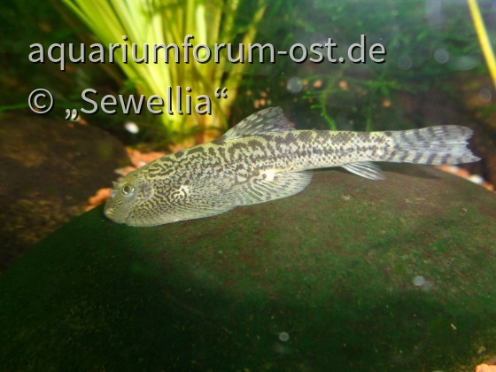 Netz-Prachtflossensauger Sewellia sp. SEW04