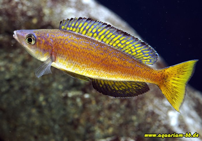 Cyprichromis microlepidotus "Magara"