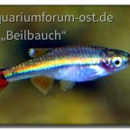 Vietnamesischer Kardinalfisch (Tanichthys micagemmae)