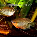 Trichogaster leeri, Pärchen, Mosaikfadenfische