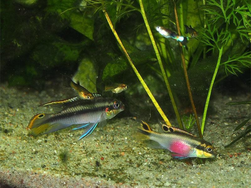 Pelvicachromis und Guppys auf Futtersuche