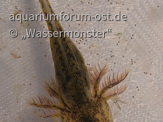 Axolotl - Larve/Fluse (Ambystoma mexicanum)