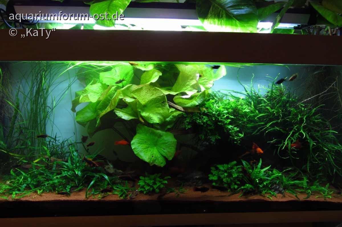 450 Liter Aquarium im Wohnzimmer