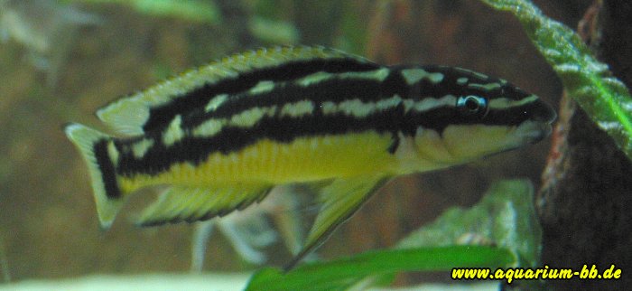 Julidochromis ornatus "Masanza" Weibchen