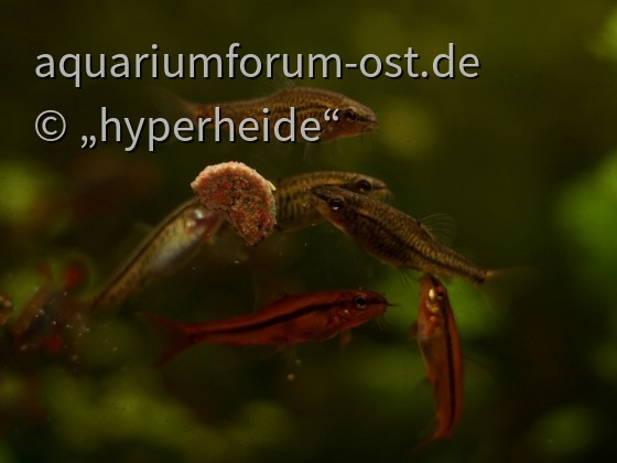 Schmerlen Fütterung (Yunnanilus sp. rosy)