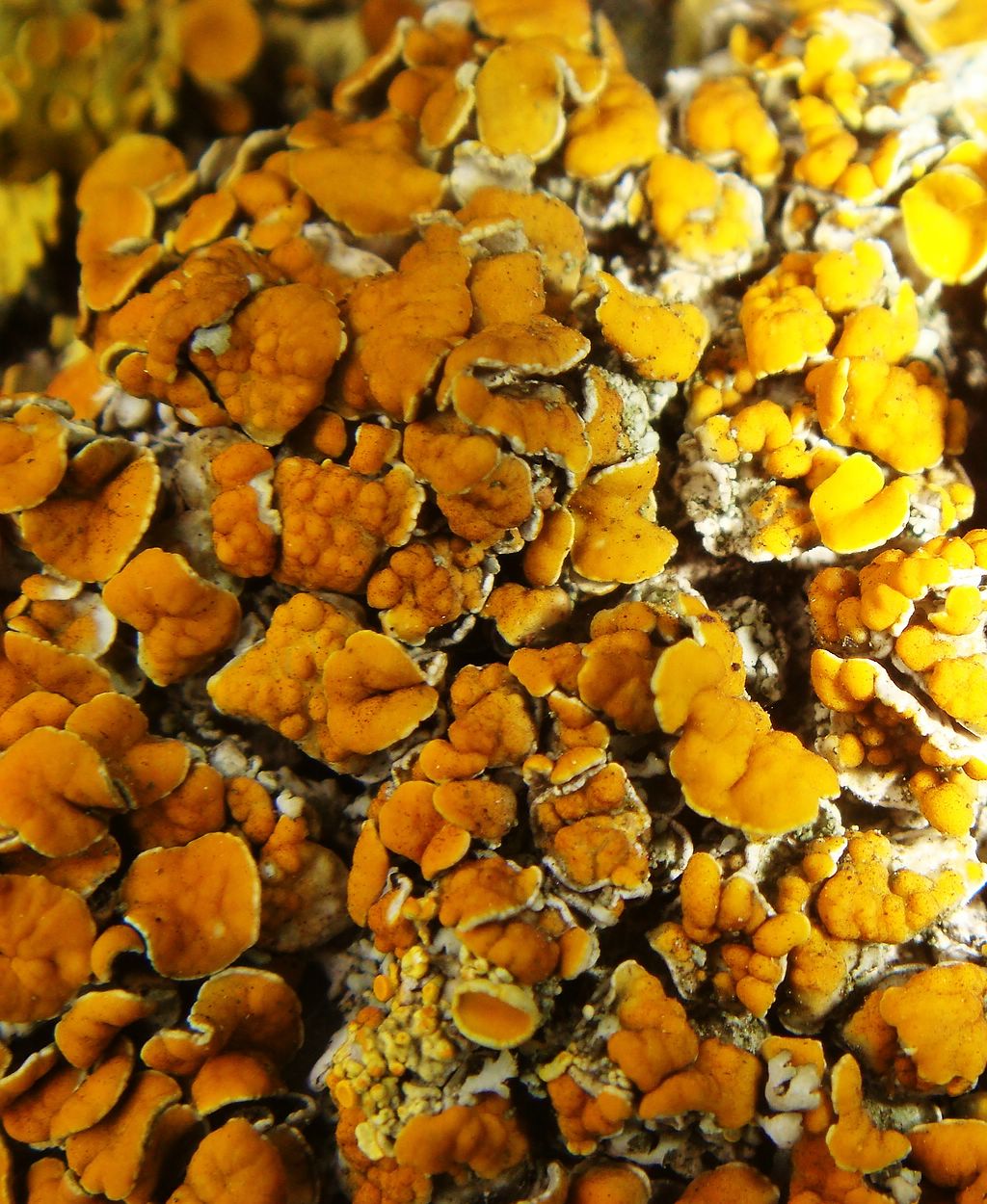 Gewöhnliche Gelbflechte (Xanthoria parietina) mit Fruchtkörpern des Pilzes
