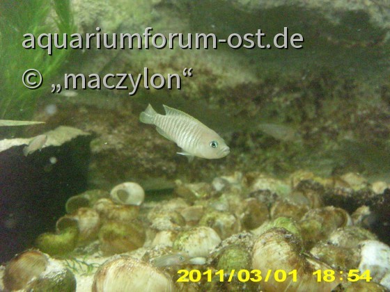 Streifenzwergbuntbarsch, N. multifasciatus