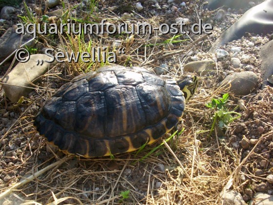 Gelbwangen-Schmuckschildkröte (Trachemys scripta scripta)