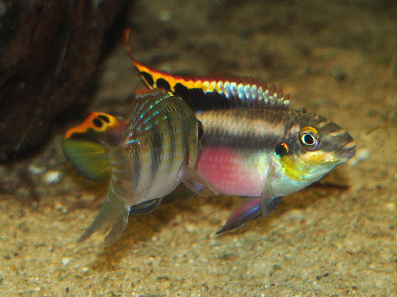 Revierkampf Pelvicachromis vs. Anomalochromis 3