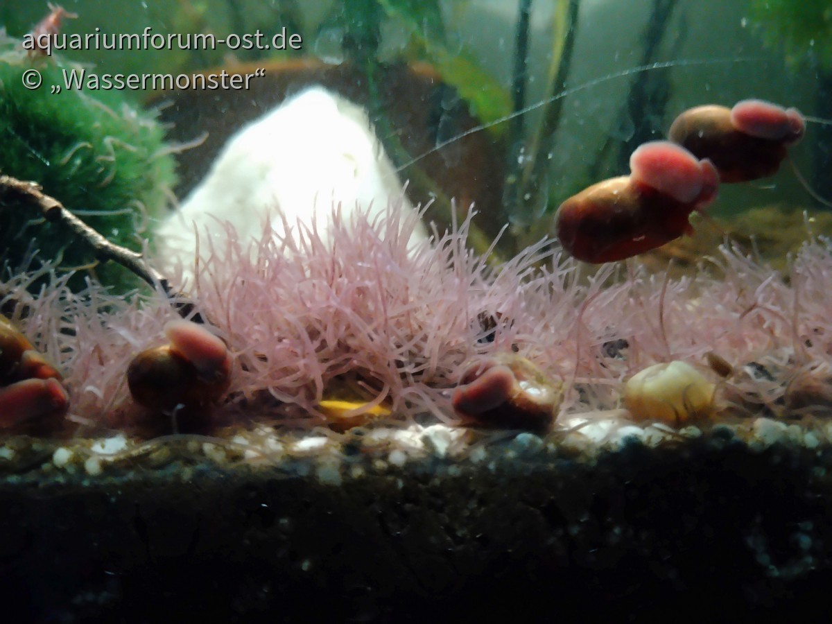 Blackworms - Kolonie im Zwerggarnelen - Aquarium