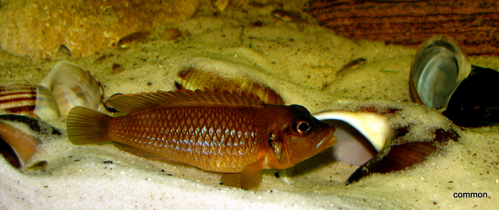 Neolamprologus ocellatus