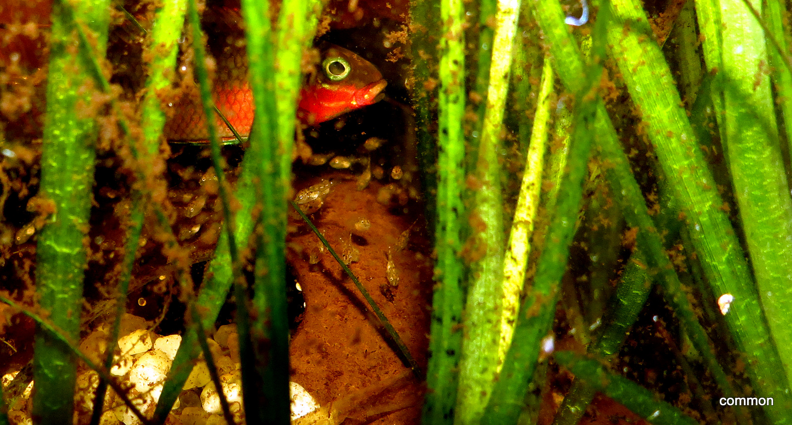 Pelvicachromis taeniata , Nigeria Red, Smaragdprachtbuntbarsch