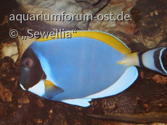 Weißkehl-Doktorfisch -  im Erlebnispark Meeresaquarium in Zella-Mehlis